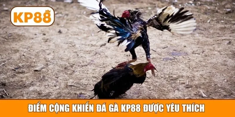 Điểm cộng khiến đá gà KP88 được yêu thích